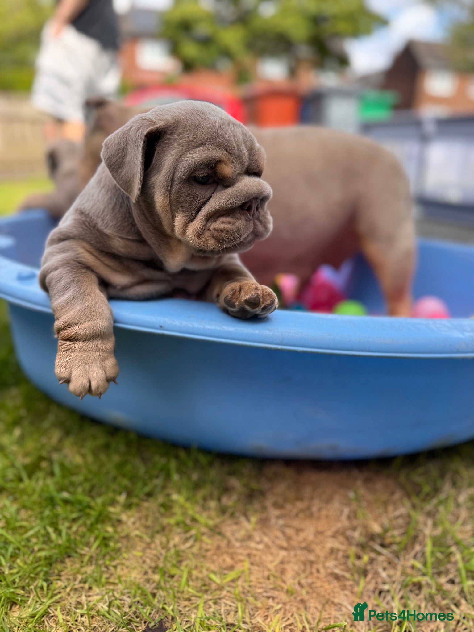 English Bulldog dogs English bulldog pups toilet trained see video 💙 - Advert 7