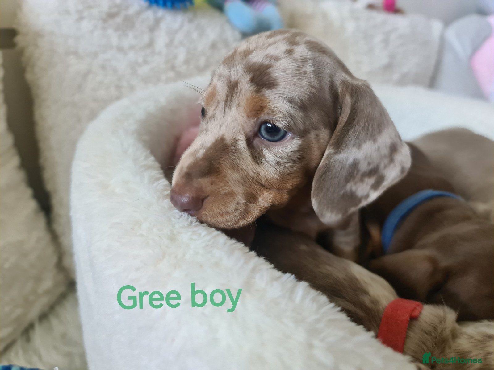 Dachshund dogs KC miniature smooth haired DNA tested dachshunds  - Advert 1