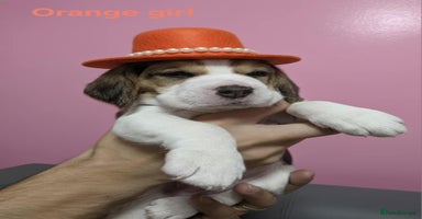 Beagle dogs - Advert 10