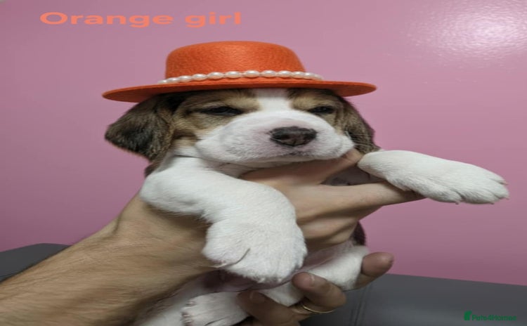 Beagle dogs Beautiful tri-colored puppies  - Advert 5