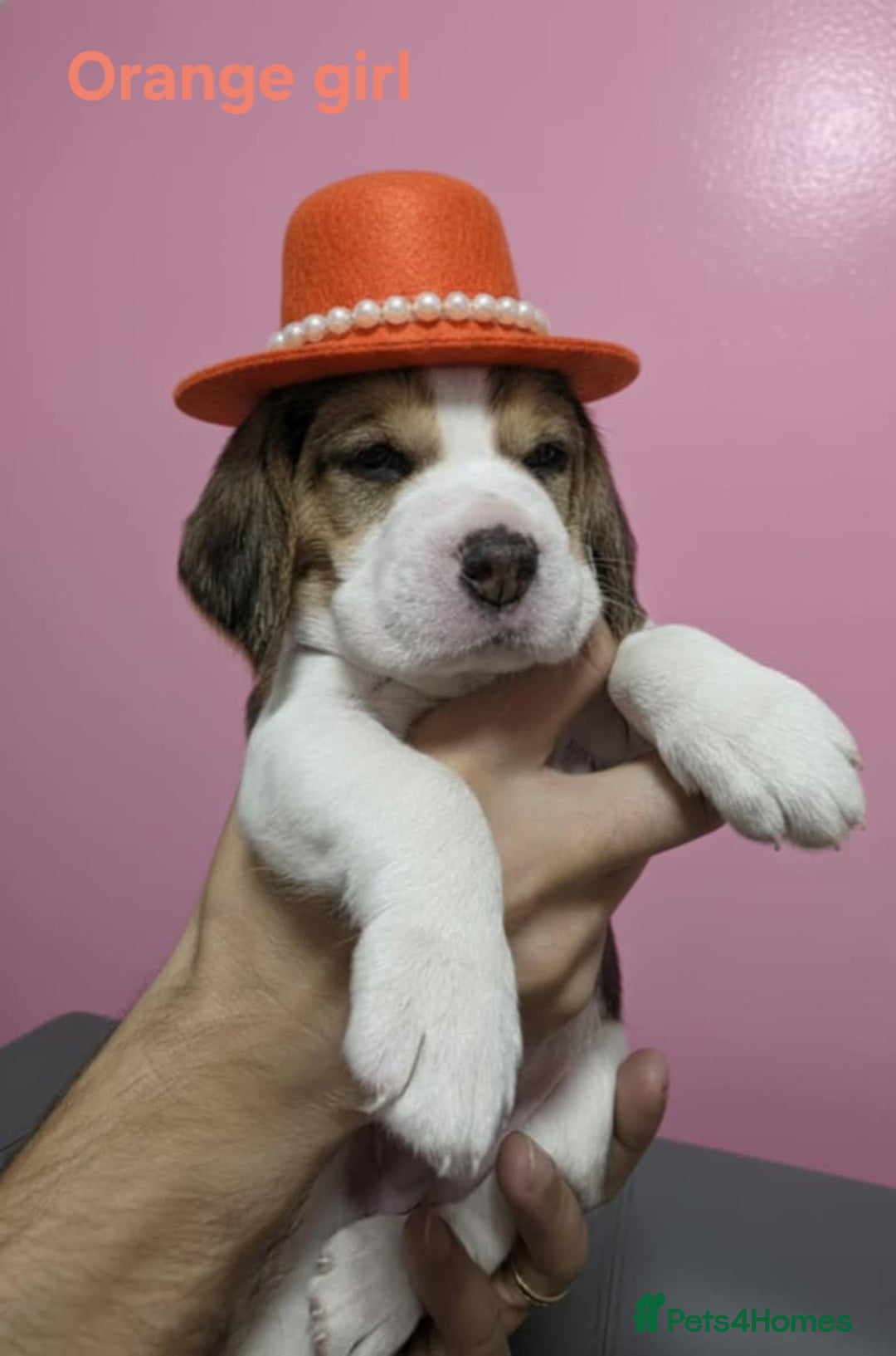Beagle dogs for sale: Sweet litter of tri-colored beagle - Image 3