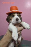 Beagle dogs - Advert 8