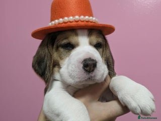 Beagle dogs Beautiful tri-colored puppies - Advert 14