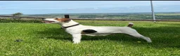 Jack Russell dogs for sale: Jack Russell boy - Advert 4
