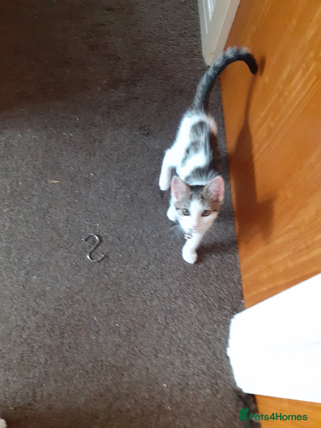 Domestic Shorthair cats for sale: Lovable kittens for homing - Image 6