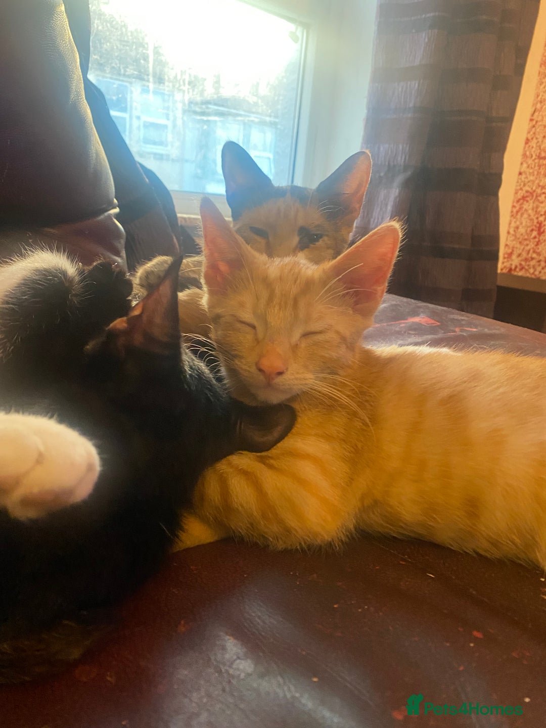 Mixed Breed cats for sale: Rare all ginger tabby girl for sale 😻❤️ - Image 9
