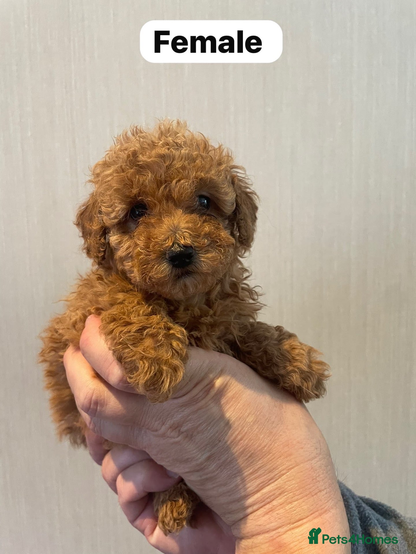 Shihpoo dogs beautiful shihpoo litter - Advert 1