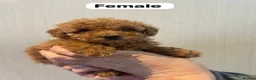 Shihpoo dogs for sale: beautiful shihpoo litter - Advert 11