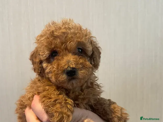 Shihpoo dogs for sale: ready to leave beautiful shihpoo litter - Advert 1