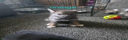 Shepsky dogs for sale: 9 shepsky puppies  - Advert 22