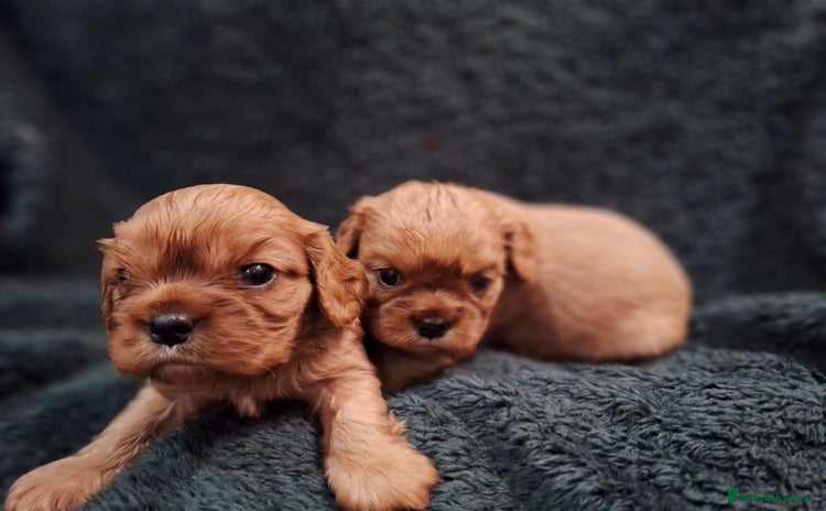 Cavalier King Charles Spaniel dogs - Advert 3