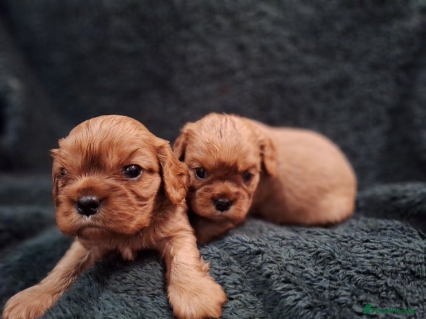 Cavalier King Charles Spaniel dogs - Advert 3