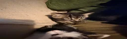 Mixed Breed cats for sale: 6 playful kittens for sale  - Advert 14