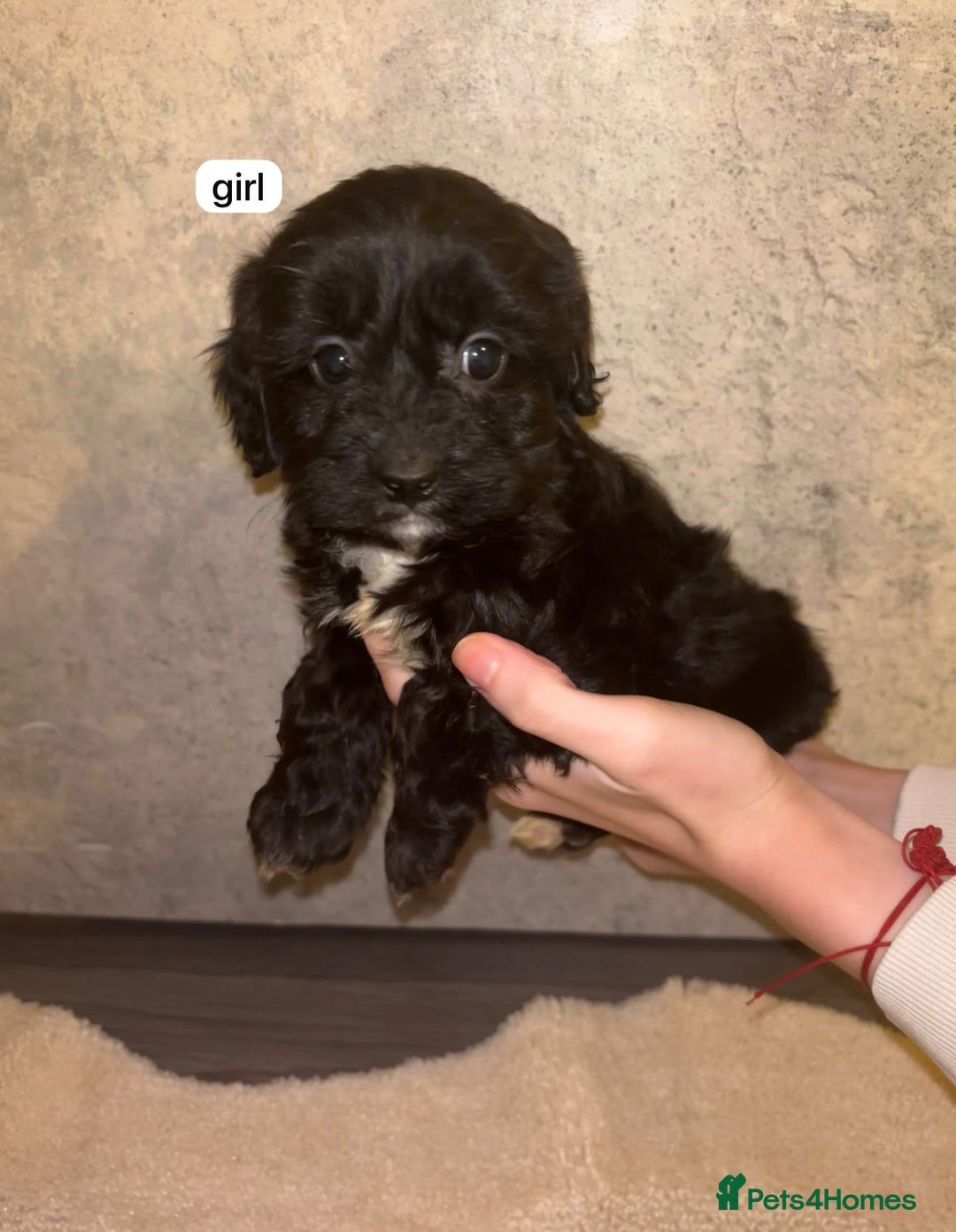 Cavapoo dogs for sale: CAVAPOO PUPPIES  - Advert 5