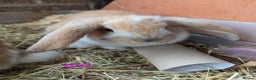 English Lop rabbits for sale: Lop mixed dot baby rabbits  - Advert 11