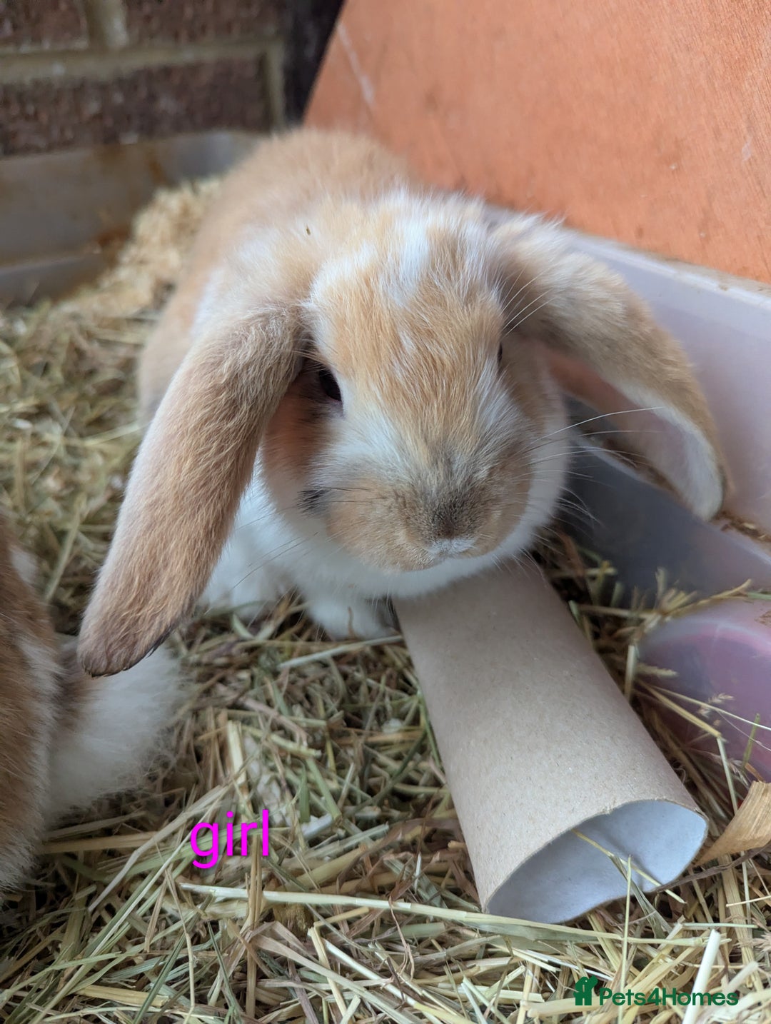English Lop rabbits for sale: Lop mixed dot baby rabbits  - Advert 11
