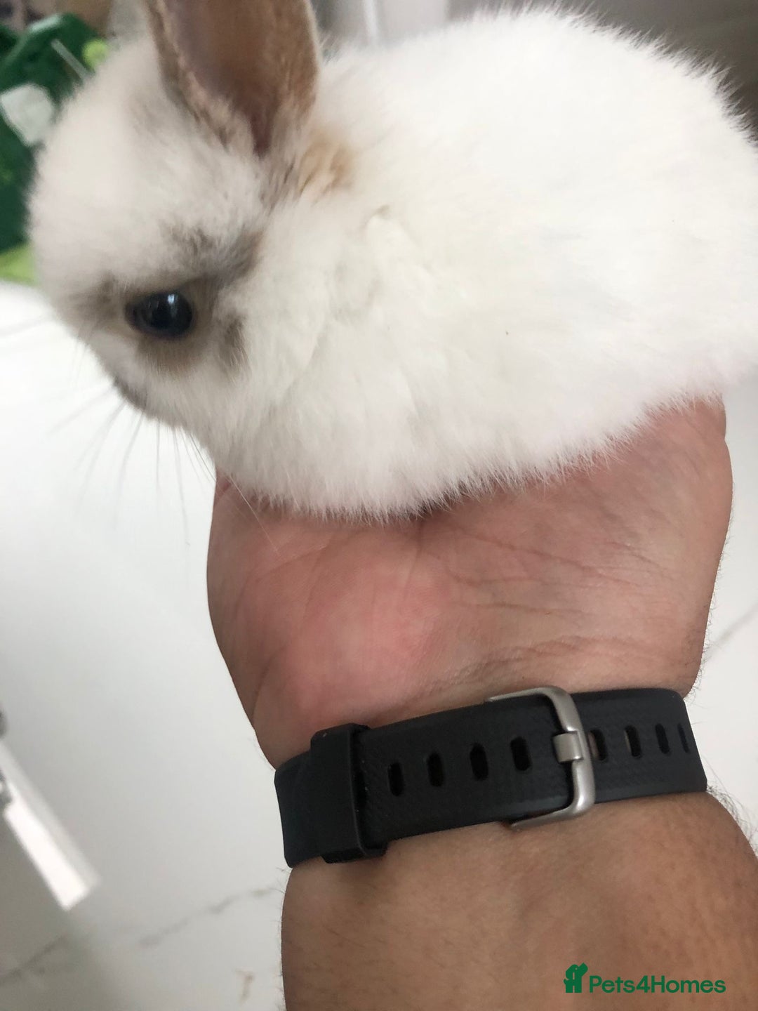 Netherland Dwarf rabbits for sale: Gorgeous Netherland Dwarf Rabbits 6 left 🐰 - Image 19