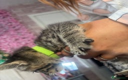 Bengal cats for sale: 3 bengal x cross kittens  - Image 4