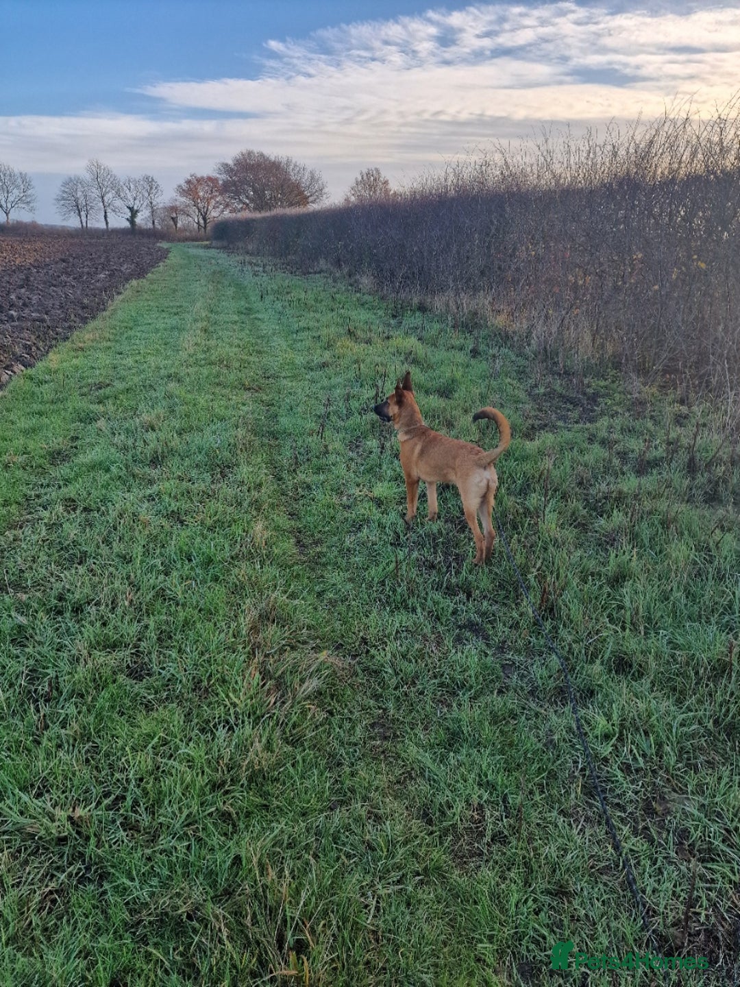 Belgian Shepherd Dog dogs for sale: Snyper - Belgian Malinois - 7 Months - Advert 8