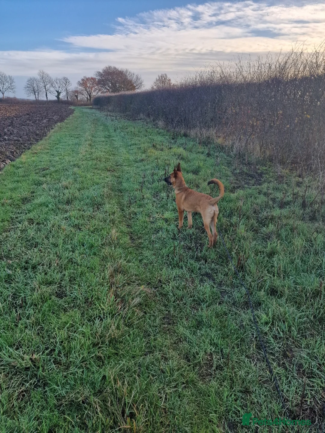 Belgian Shepherd Dog dogs for sale: Snyper - Belgian Malinois - 7 Months - Advert 8