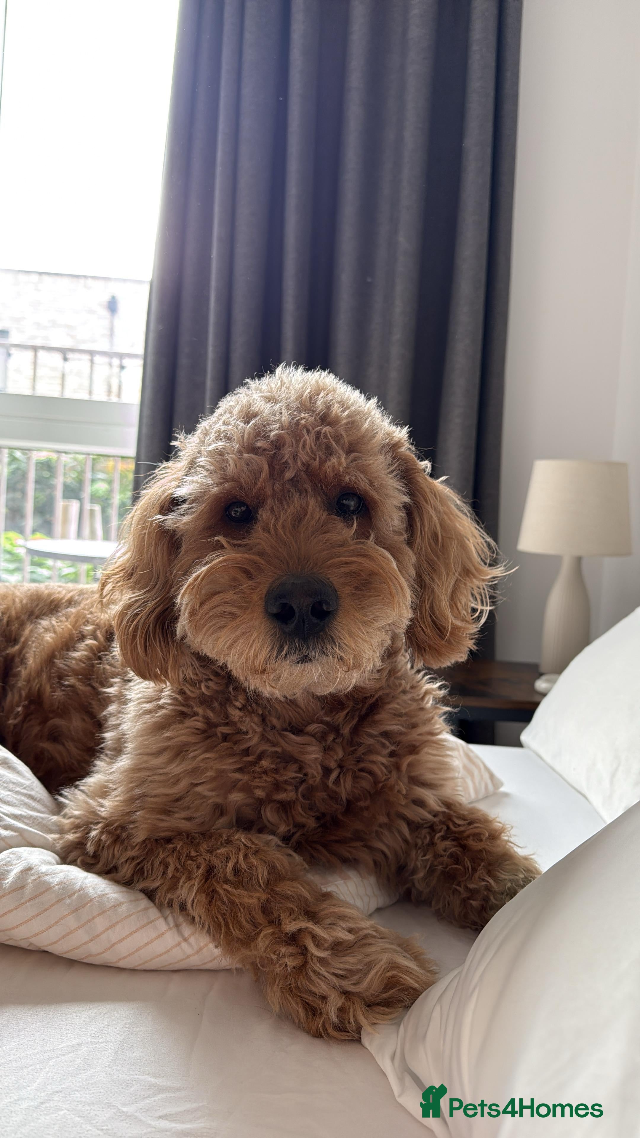 Goldendoodle dogs Proven Miniature Goldendoodle Stud – Noah 🐾 in London - Advert 7