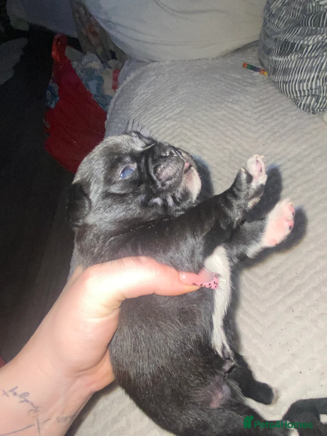 Chug dogs for sale: 3 beautiful chug puppy’s 😍🏡 - Advert 11