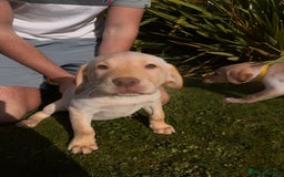 Labrador Retriever dogs for sale: Labrador Puppies GIRLS - READY NOW - Image 3