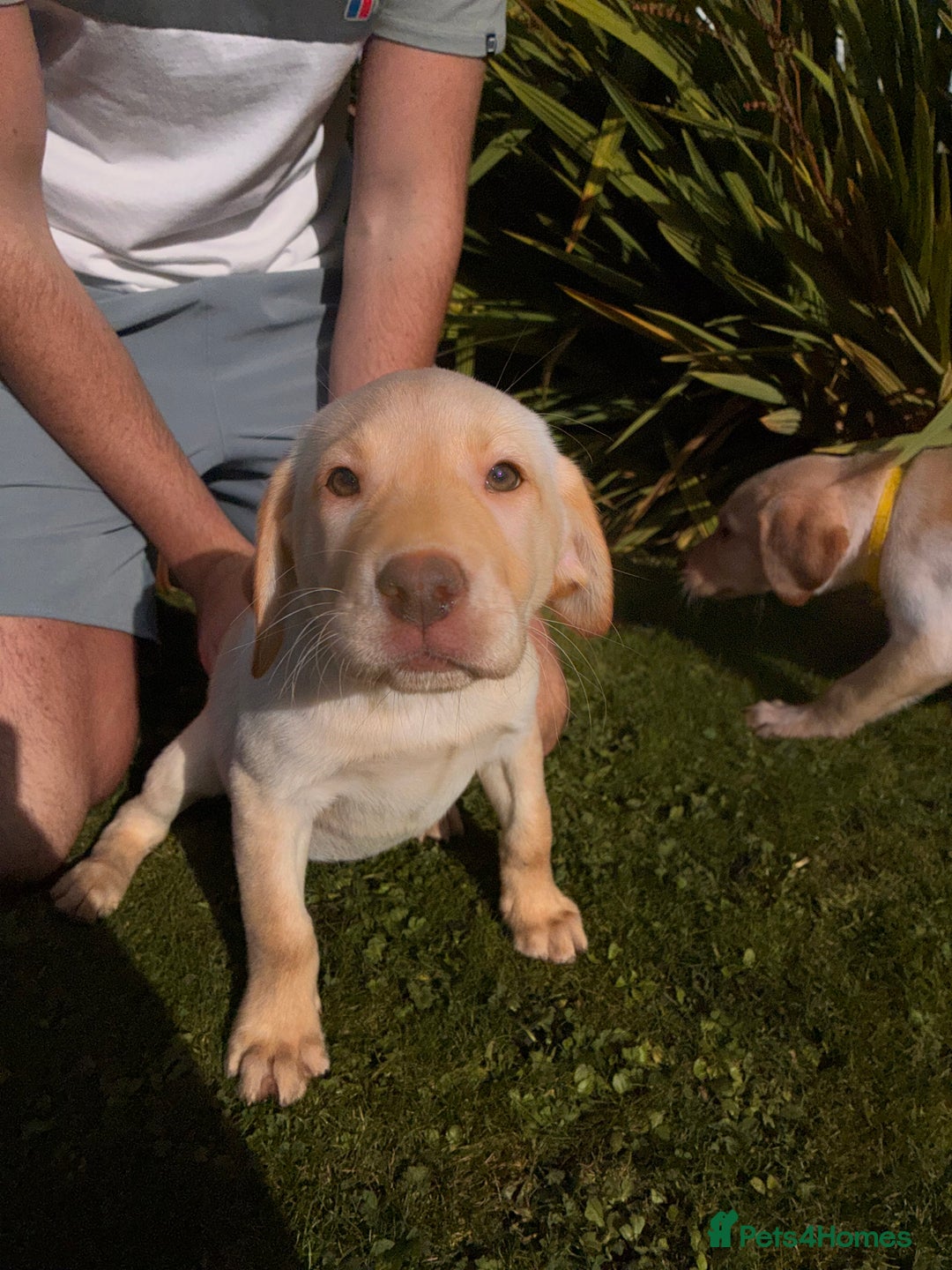 Labrador Retriever dogs for sale: Labrador Puppies GIRLS - READY NOW - Image 3