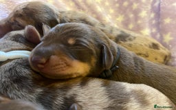 Miniature Dachshund dogs for sale: Sweetest Miniature Dachshund Pups - Image 4