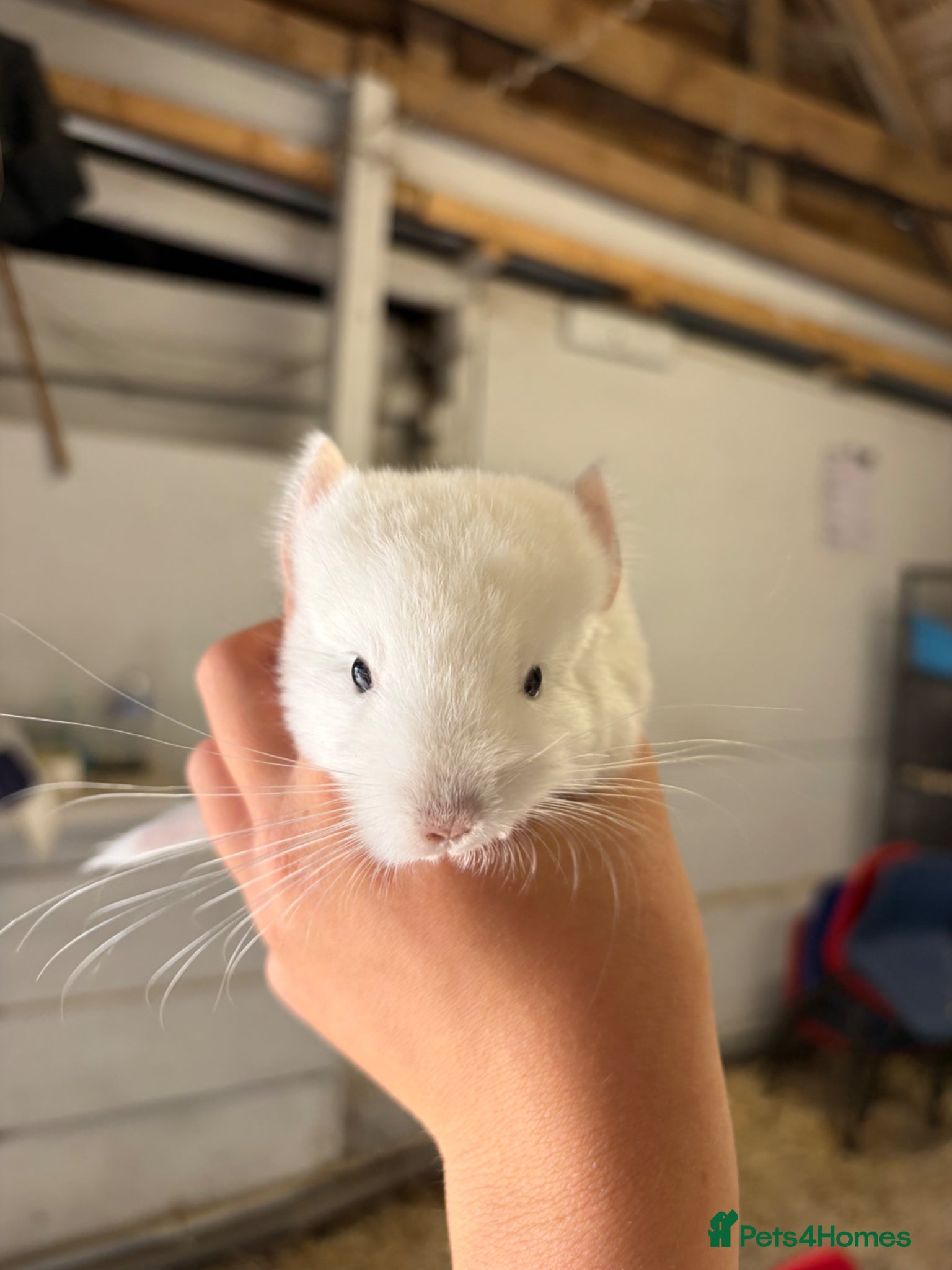 Chinchilla rodents for sale: 3 Gorgeous Tame Baby Chinchillas in Sandy - Advert 9