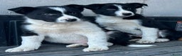 Border Collie dogs for sale: Beautiful Border Collies - Advert 2