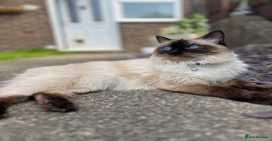 Ragdoll cats **LAST BOY** CHUNKY RAGDOLL KITTENS FOR SALE - Advert 3