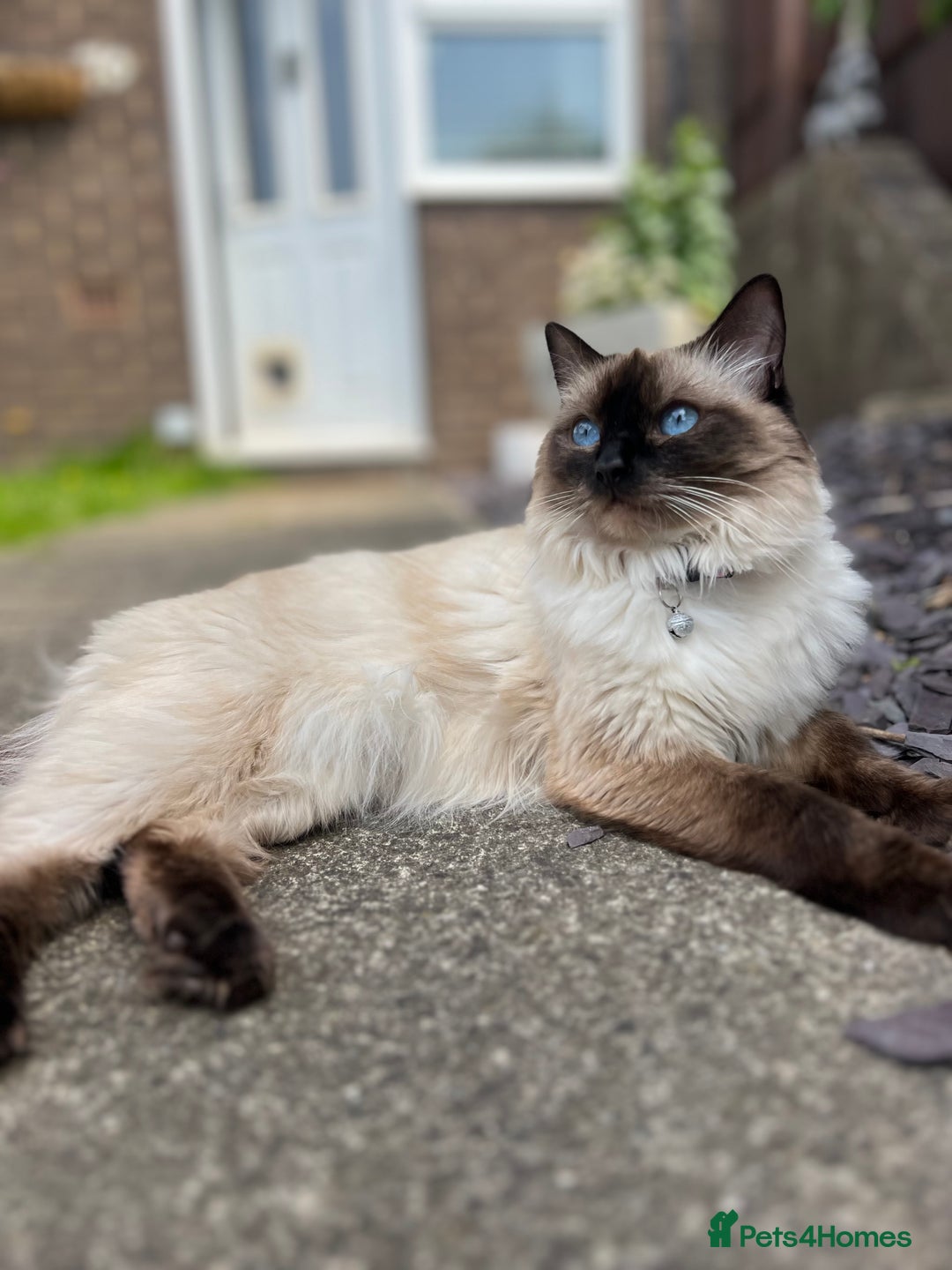 Ragdoll cats for sale: **LAST BOY** CHUNKY RAGDOLL KITTENS FOR SALE - Advert 2