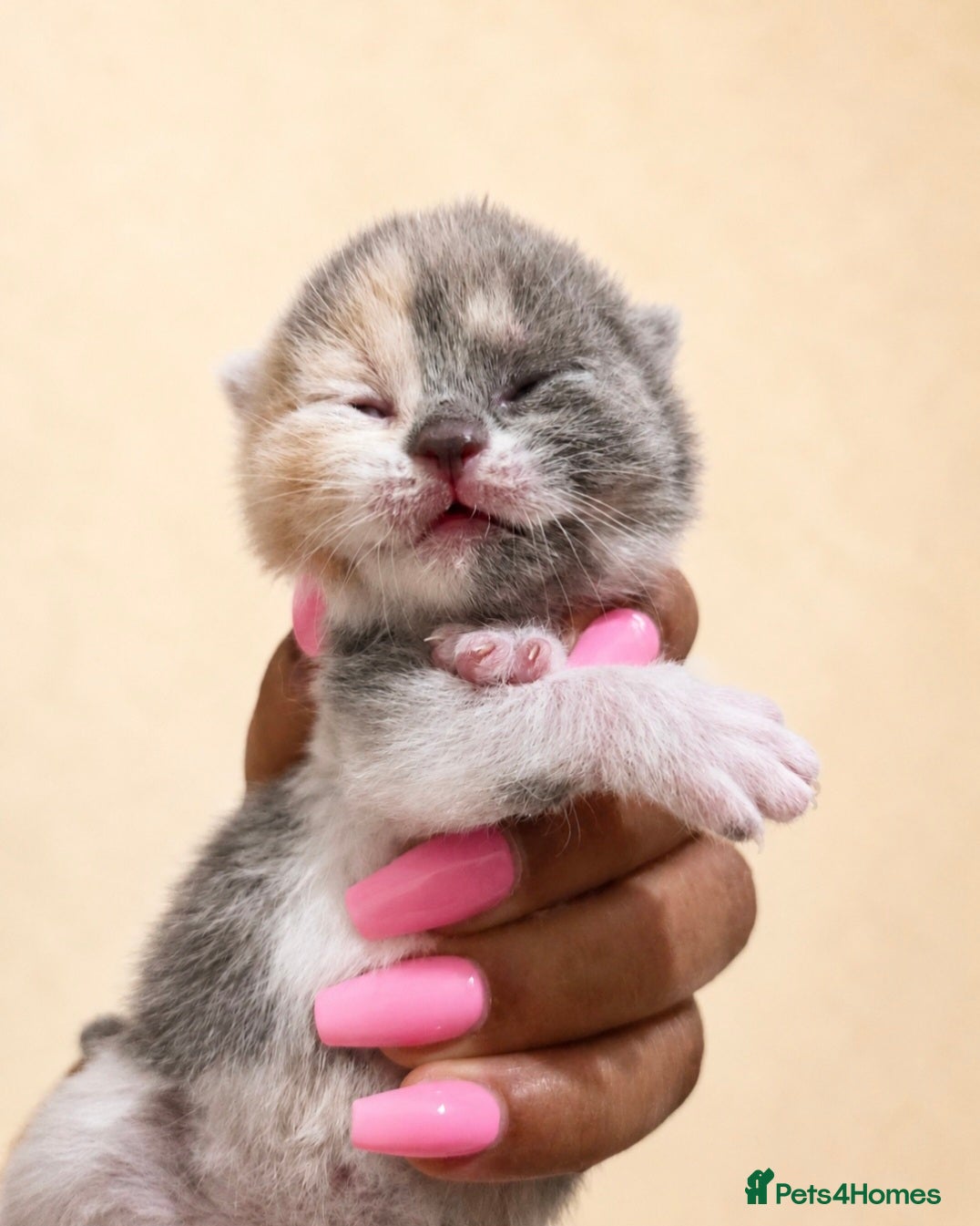 British Shorthair cats Supreme champion GCCF British Shorthair Kittens  - Advert 13