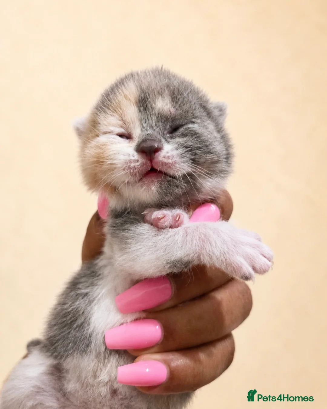 British Shorthair cats for sale: Supreme champion GCCF British Shorthair Kittens  - Advert 2