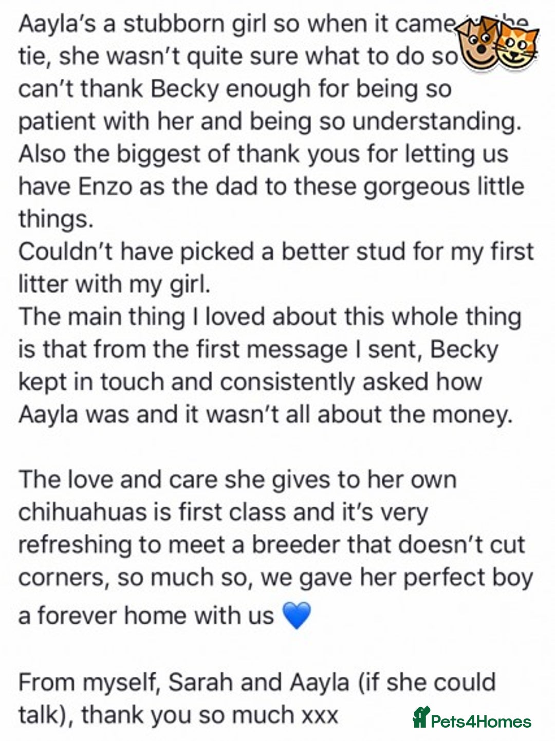 Chihuahua dogs for stud: KC Lilac Tri Long Coat Chihuahua Well Proven Stud in Washington - Advert 13