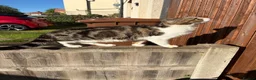 Mixed Breed cats for sale: 3 year old cat looking for a loving home  in Tamworth - Advert 3