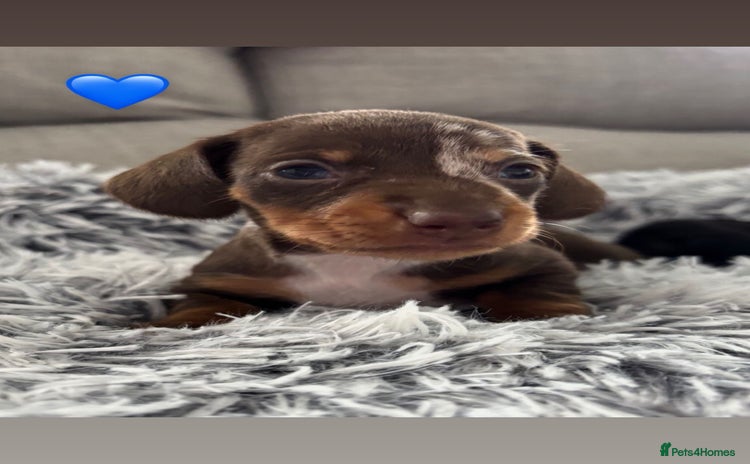 Miniature Dachshund dogs - Advert 14