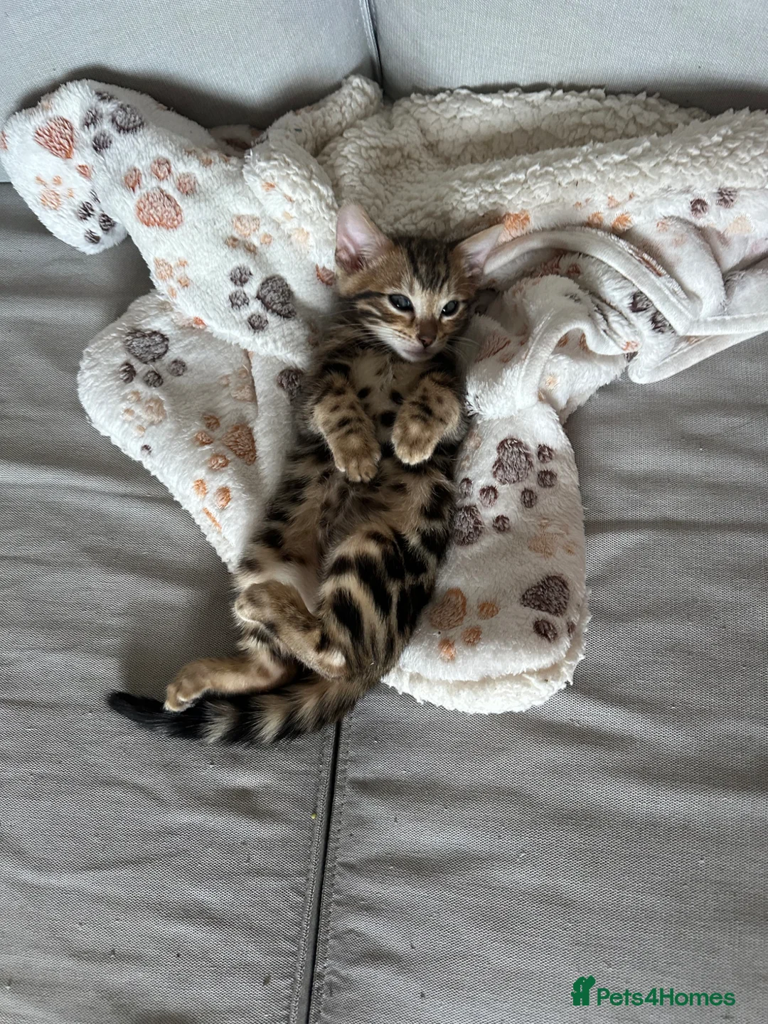 Bengal cats for sale: Baby pure bengal male  - Advert 2