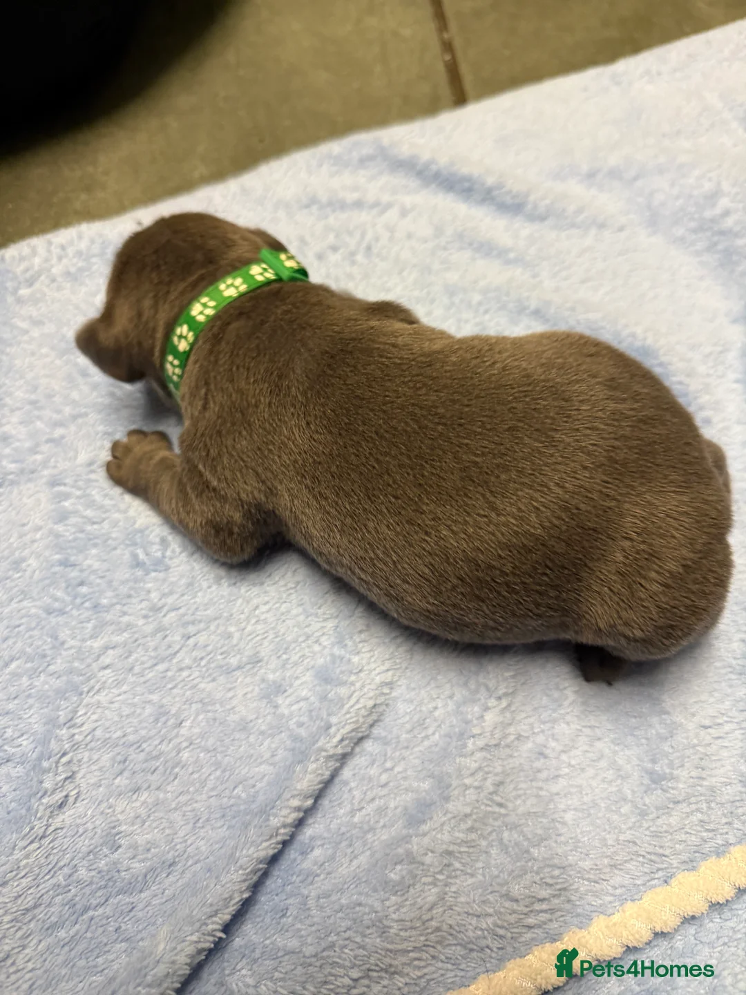 Staffordshire Bull Terrier dogs for sale: 1 female  Blue Staffordshire bull terrier staffy - Advert 14