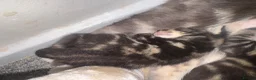 Mixed Breed cats for sale: Kittens for sale  in London - Advert 4