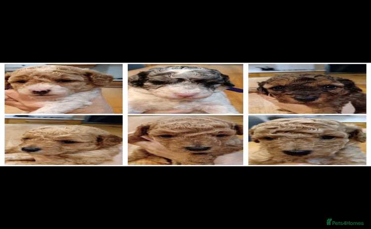 Cockapoo dogs - Advert 3