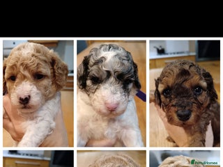 Cockapoo dogs - Advert 9