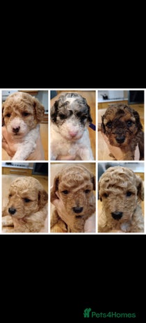 Cockapoo dogs - Advert 1