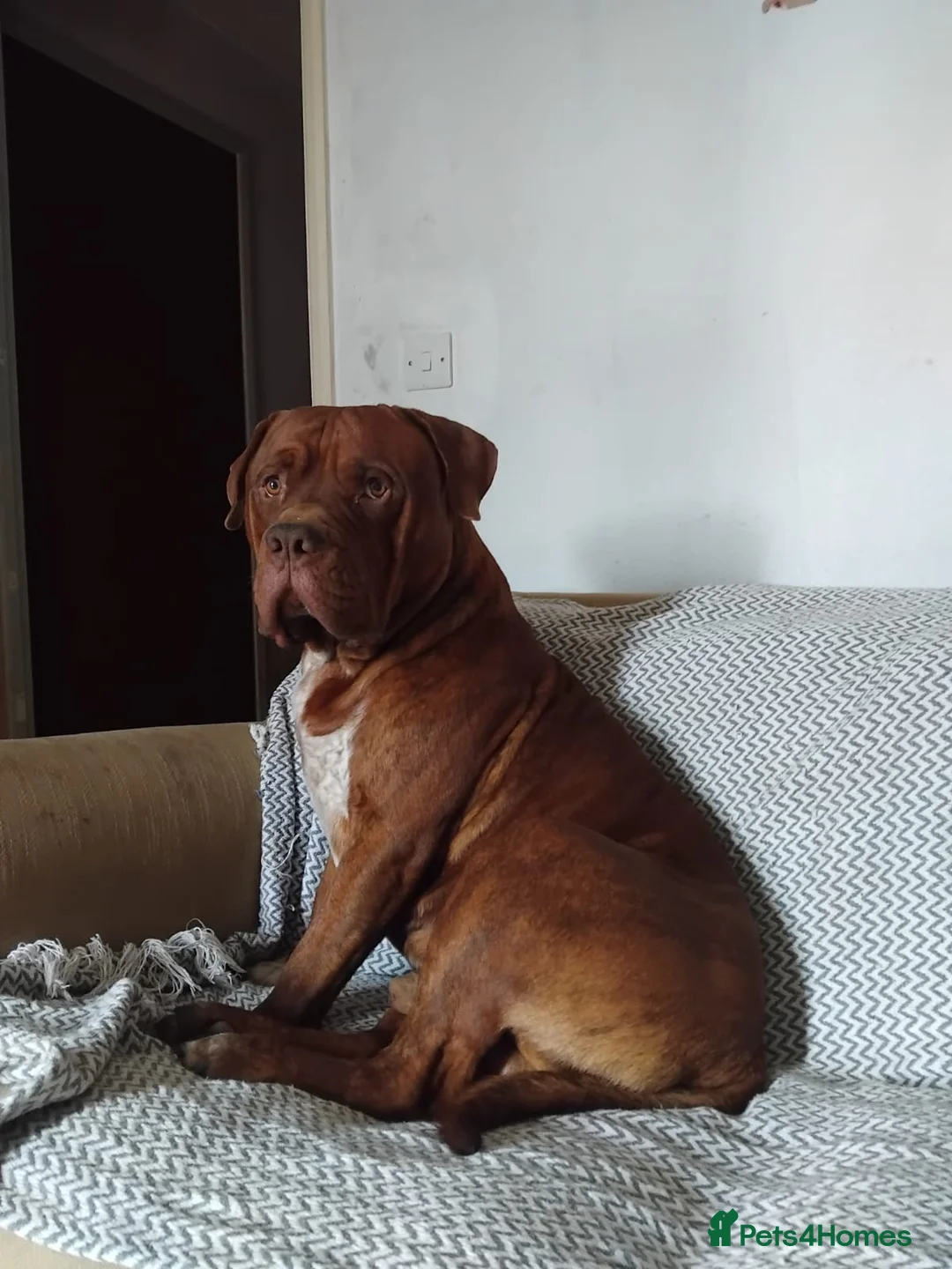 Mixed Breed dogs for sale: Rehome - Advert 3