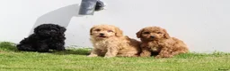 Cockapoo dogs for sale: Beautiful Cockapoo puppies for sale  in Llanelli - Advert 26