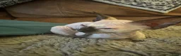 Sphynx cats for sale: Bambino sprinkles in Dunstable - Advert 3