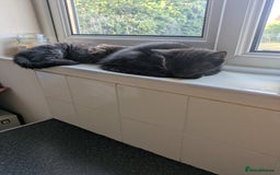 British Longhair cats for sale: 2 mixed British long hair boys - Image 5