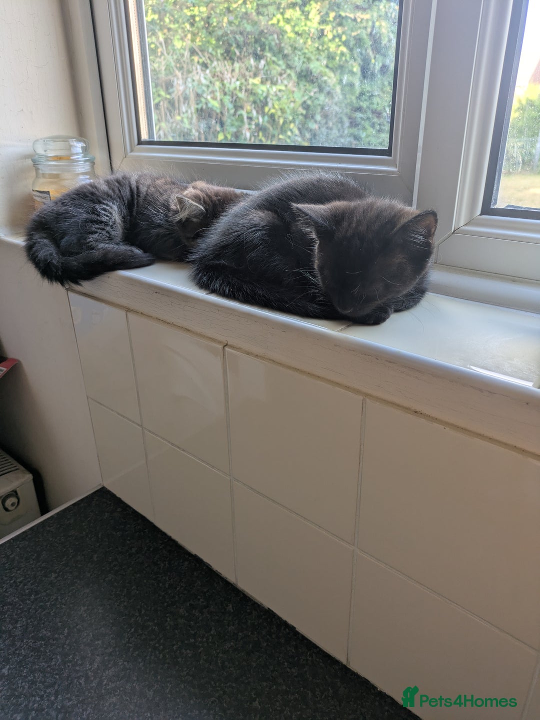 British Longhair cats for sale: 2 mixed British long hair boys - Image 5