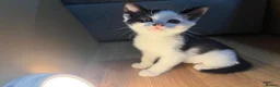 Korat cats for sale: Kittens Looking for Their Forever Homes - Advert 8